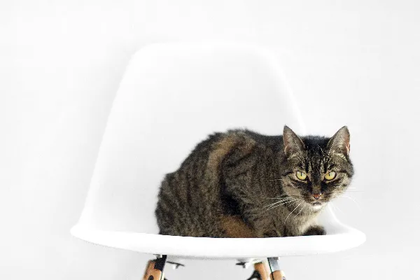 高清摄影 一只银色和黑色相间的猫坐在白色的椅子上
