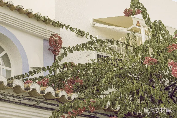 高清摄影 一座建筑前面有一棵树。