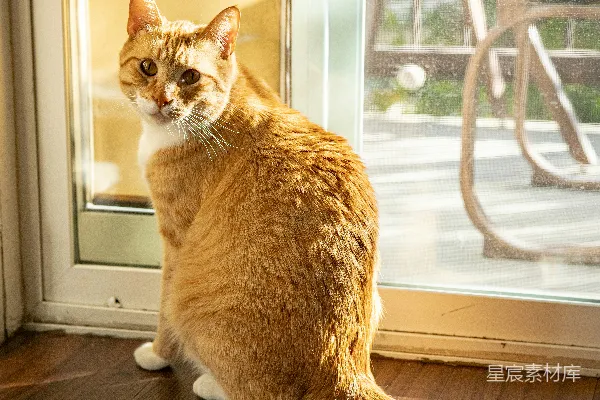 高清摄影 一只橙色虎斑猫坐在玻璃门前。