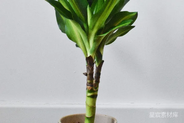 高清摄影 幸运植物