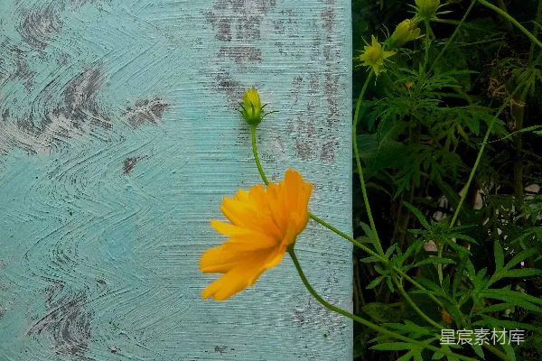 高清摄影 一朵黄色的花坐在木板的上面