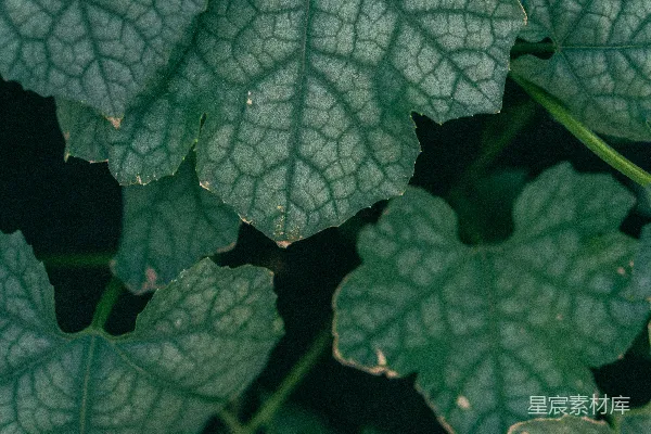 高清摄影 一株植物上的一片绿色叶子的特写。