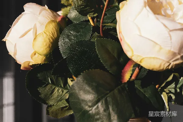 高清摄影 棕色花瓶里的白玫瑰