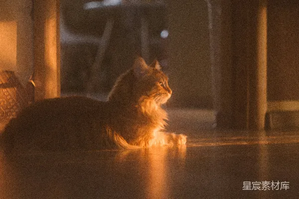 高清摄影 棕色虎斑猫在棕色木地板上