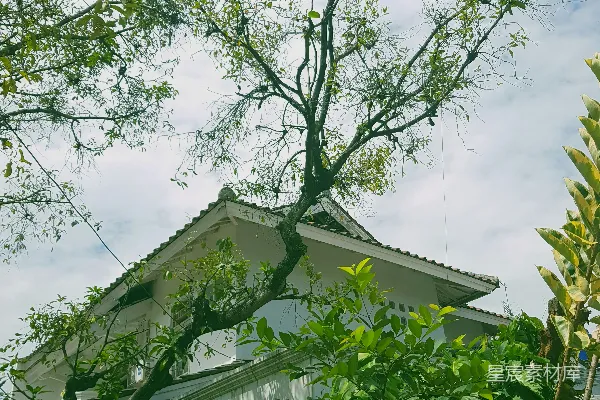 高清摄影 树从房子的屋顶长出来