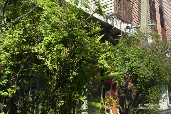 高清摄影 建筑物外的盆栽绿植