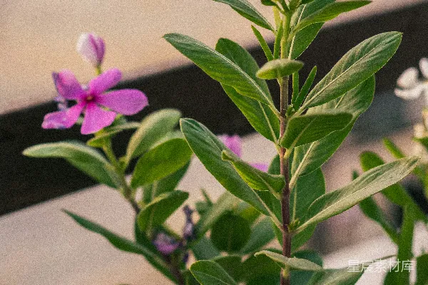 高清摄影 一朵紫色花朵的植物特写。