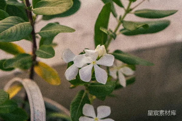 高清摄影 一株开有白色花朵的植物的特写。