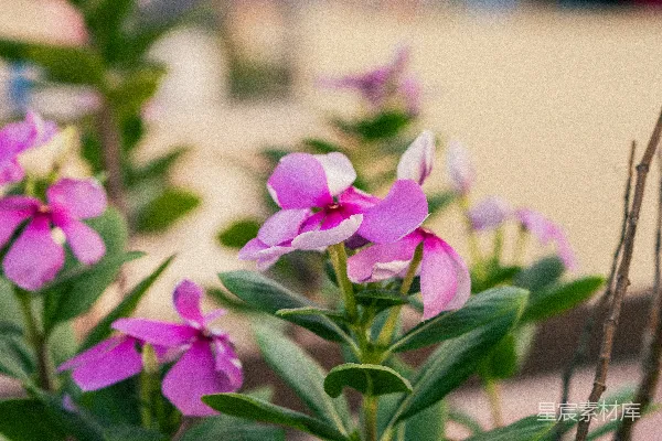 高清摄影 一簇紫色花朵的特写