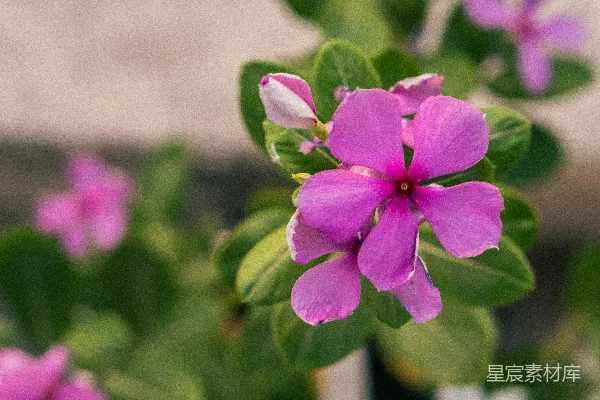高清摄影 一朵粉红色的花特写，带有绿色的叶子。