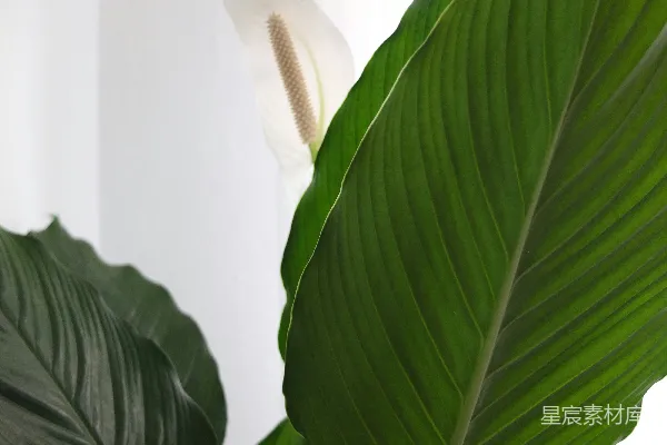 高清摄影 绿色植物靠近白色墙壁