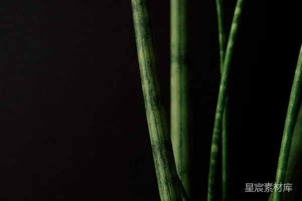 高清摄影 盆栽绿叶植物