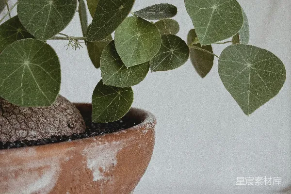 高清摄影 绿色植物在棕色花盆中
