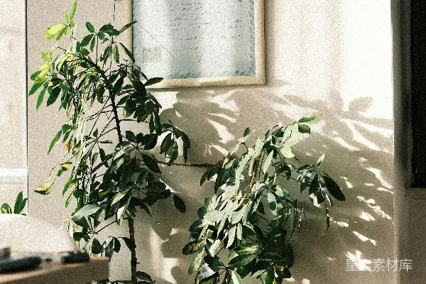 高清摄影 一盆盆栽植物放在木桌上。