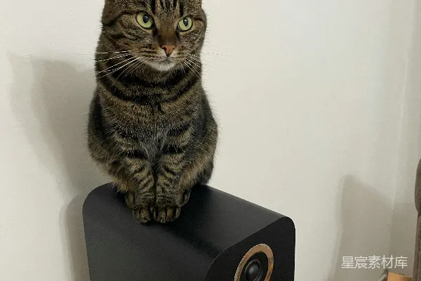 高清摄影 一只虎斑猫坐在一个黑色的扬声器上。