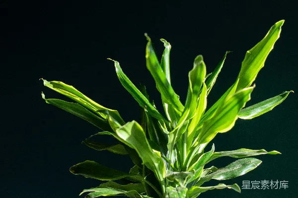 高清摄影 一株植物的特写镜头