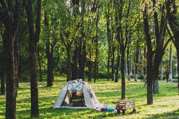 高清摄影 在阳光明媚的森林空地上搭起了帐篷。