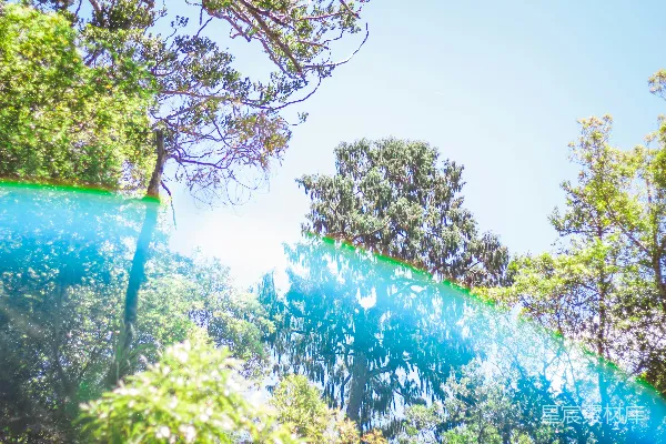 高清摄影 白天低角度拍摄树木