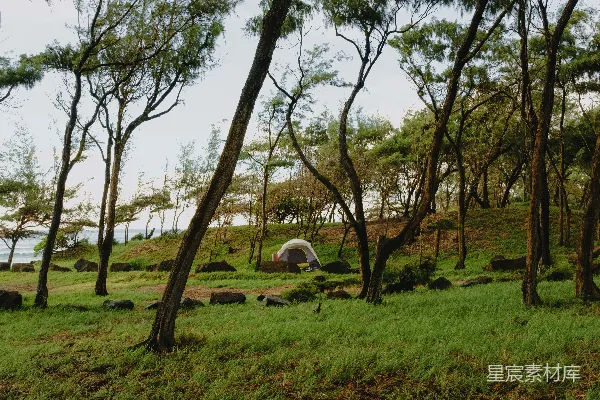 高清摄影 帐篷搭在有草的山坡上，靠近树木和海洋。