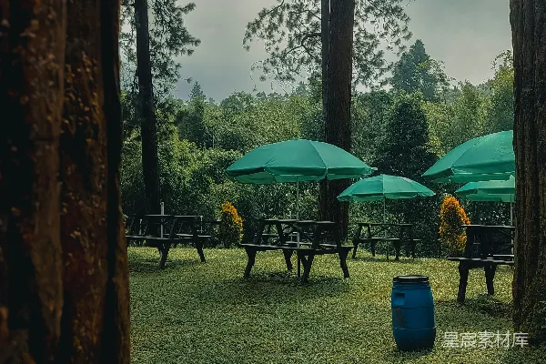 高清摄影 森林空地上有野餐桌和遮阳伞。