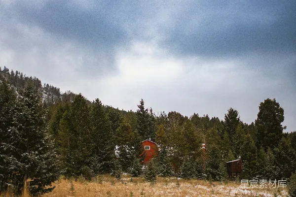 高清摄影 一片草地，背景中有树木。