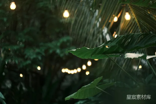 高清摄影 彩灯在黄昏时照亮了茂盛的绿叶。