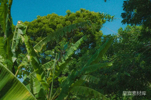 高清摄影 茂盛的热带植被在晴朗的蓝天映衬下。