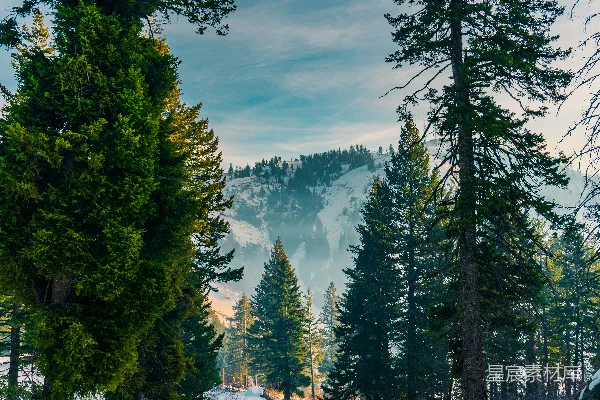 高清摄影 积雪覆盖的山上的松林