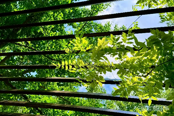 高清摄影 透过一个黑暗的凉棚看到的绿叶和蓝天。