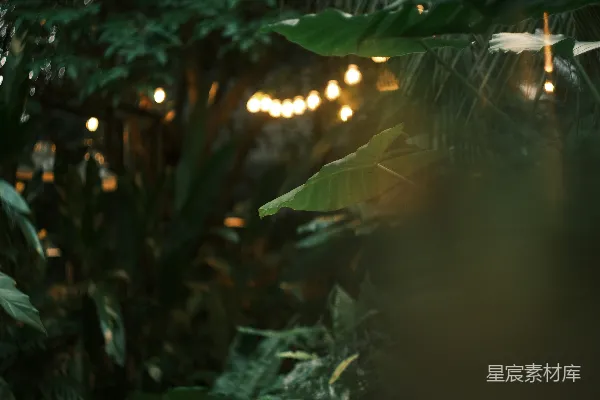 高清摄影 夜晚，繁茂的绿叶丛中闪烁着波克灯。