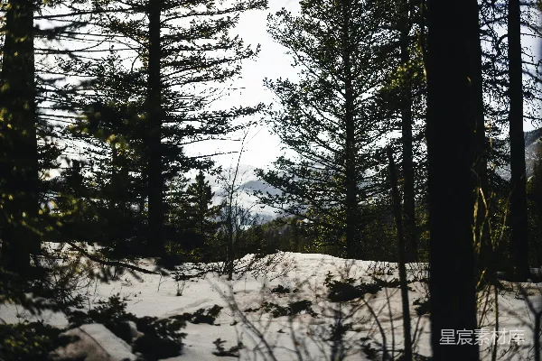 高清摄影 白雪覆盖的森林，高大的松树和背景中的山脉