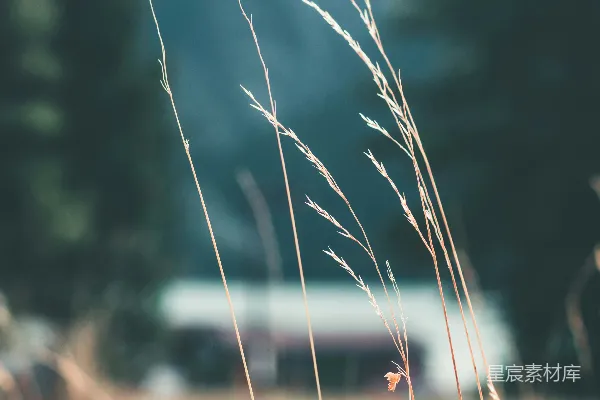 高清摄影 白天的绿色草地