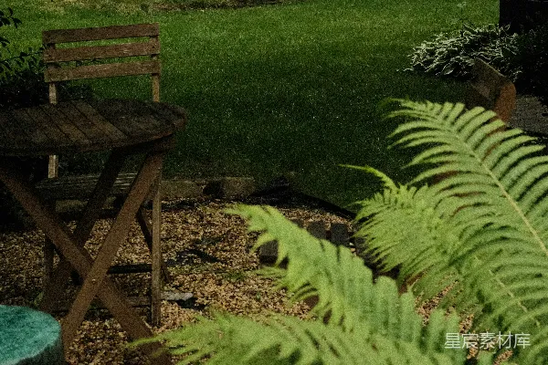 高清摄影 一个木制的桌子和蕨类植物在院子里。