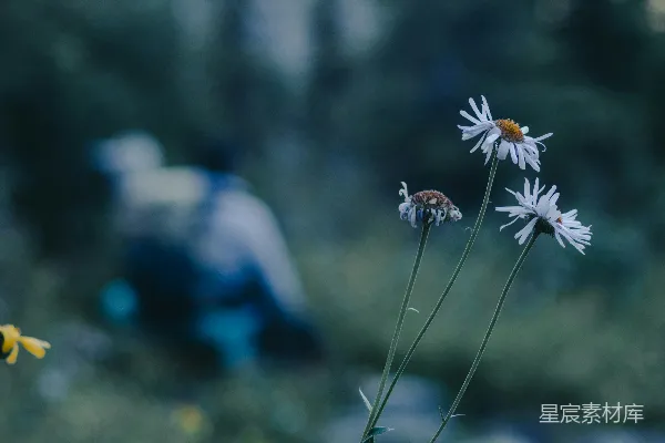 高清摄影 白黄相间的花在微移镜头下