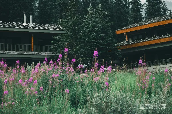 高清摄影 一片紫色的花丛在一座建筑物前。