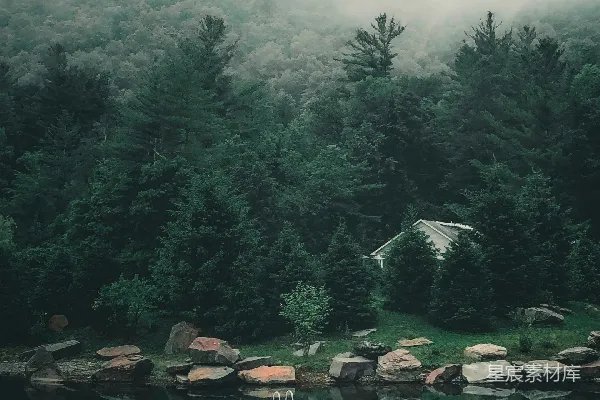 高清摄影 白天水边附近的绿树