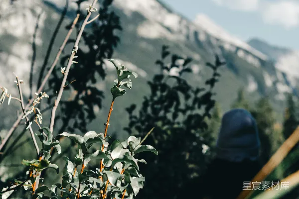 高清摄影 白花绿叶