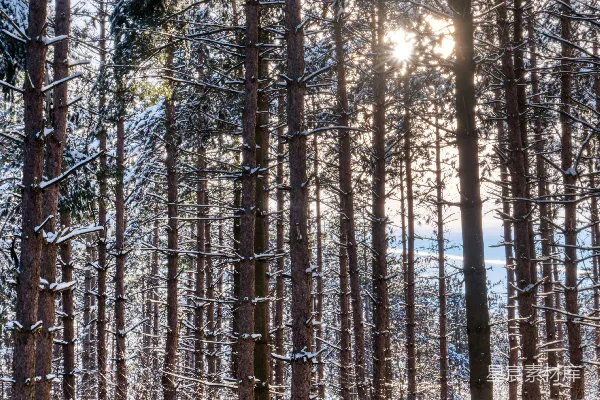 高清摄影 阳光透过雪林中的树木照耀下来。