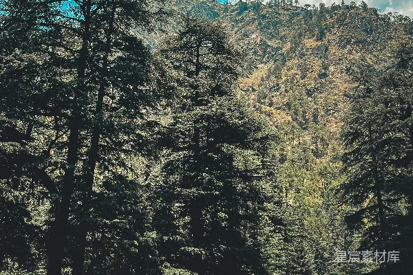 高清摄影 帐篷坐落在郁郁葱葱的森林中，周围是连绵的山脉。