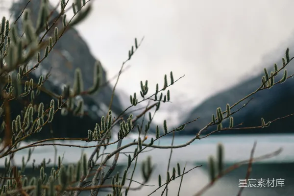 高清摄影 树枝框构出模糊的湖景和山景。