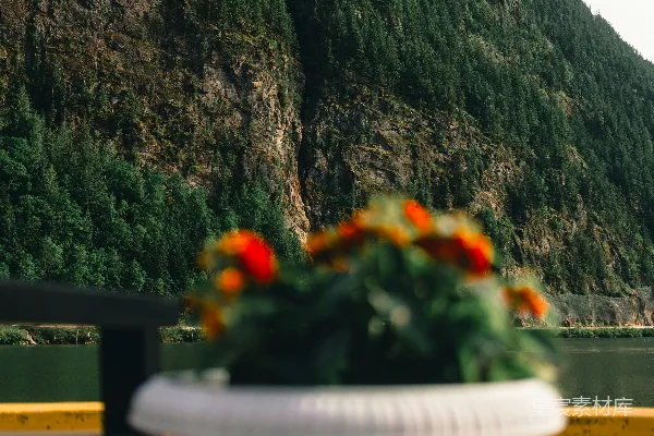 高清摄影 花朵在山峦的背景下绽放。