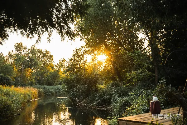 高清摄影 平静的河流周围环绕着树木，夕阳西下。