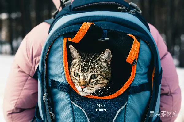 高清摄影 背着背包的猫主人