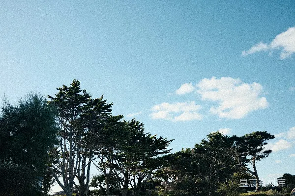 高清摄影 高大的树木在明亮的蓝天背景下剪影。