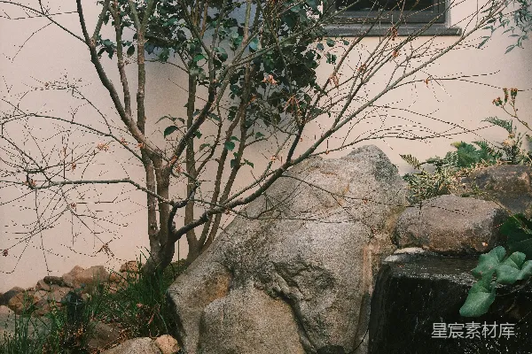 高清摄影 禅意花园，有石头、光秃秃的树和窗户