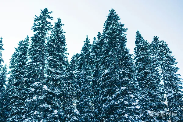 高清摄影 一间位于雪地森林中的小木屋