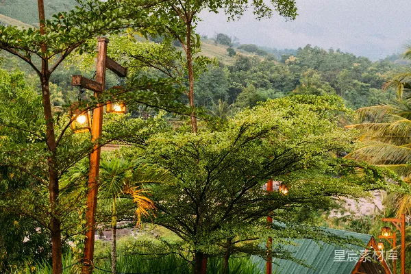 高清摄影 郁郁葱葱的景观，树木和装饰灯。