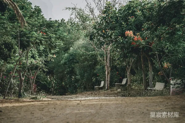 高清摄影 一条泥土路，两旁是树木和灌木丛。