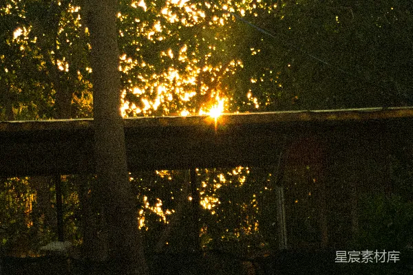 高清摄影 夕阳透过树林的金光闪烁。