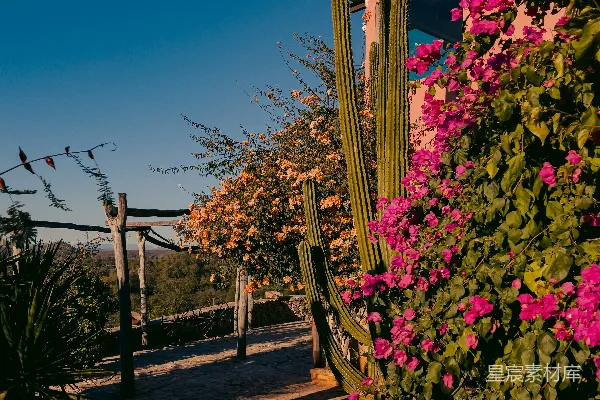 高清摄影 高大的仙人掌和粉红色的 bougainvillea 在建筑物旁边盛开。